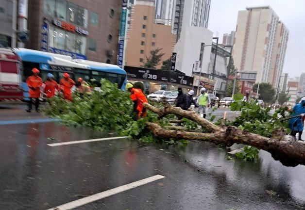 부산 양정동에 가로수가 쓰러져 있다.(부산소방재난본부 제공)