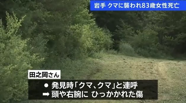 일본 이와테현 북부 이치노헤마치의 한 숲 길에서 83세 여성이 쓰러진 채 발견돼 병원으로 이송됐다. 경찰은 여성이 곰의 습격을 받은 것으로 추정 중이다. 2023.8.10 뉴스1(TBS NEWS DIG 보도 갈무리)