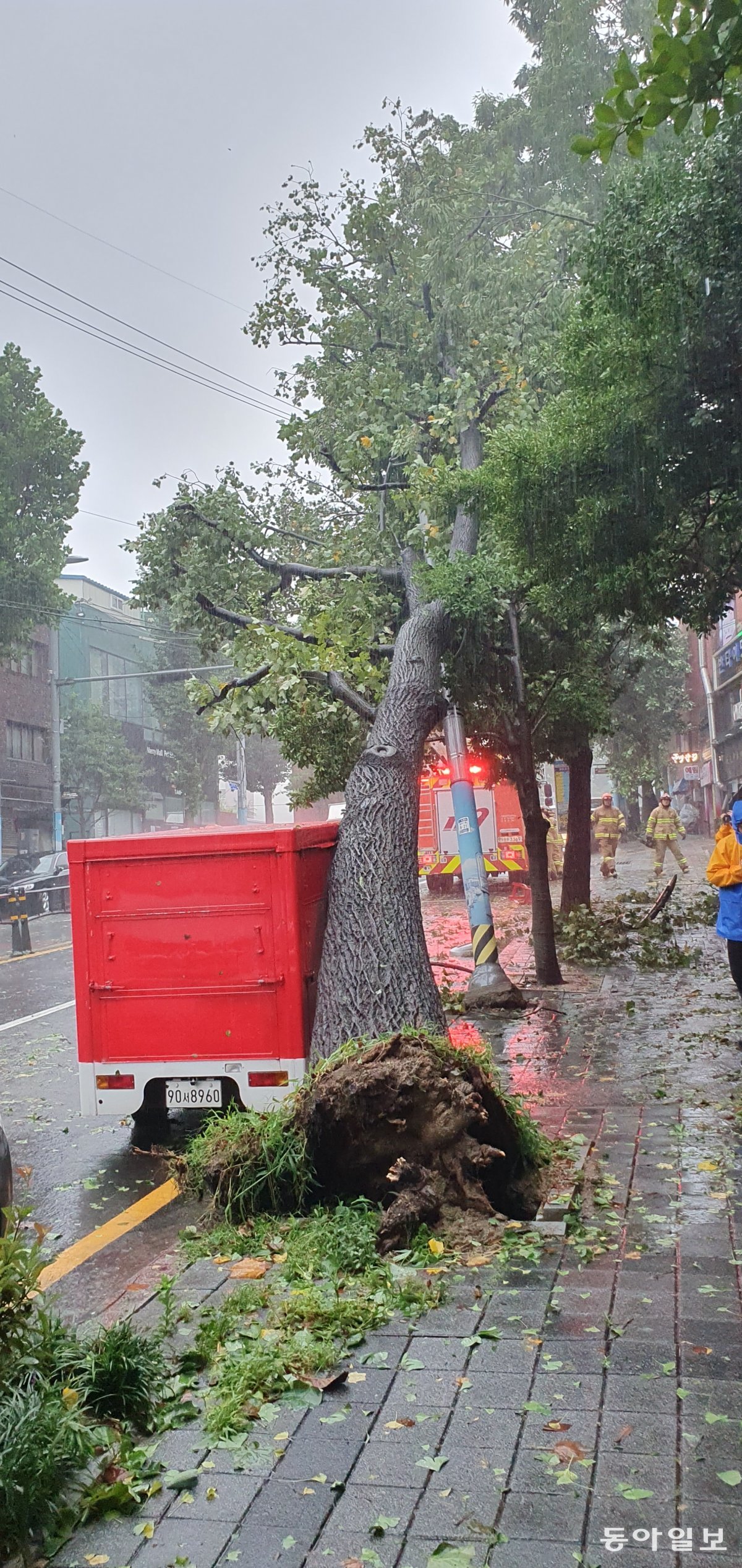 부산소방재난본부는 10일 오전 7시 47분경 부산 중구 영주동 도로의 가로수가 쓰러지려고 한다는  신고를 받고 출동해 안전 조치에 나섰다. 부산소방재난본부 제공