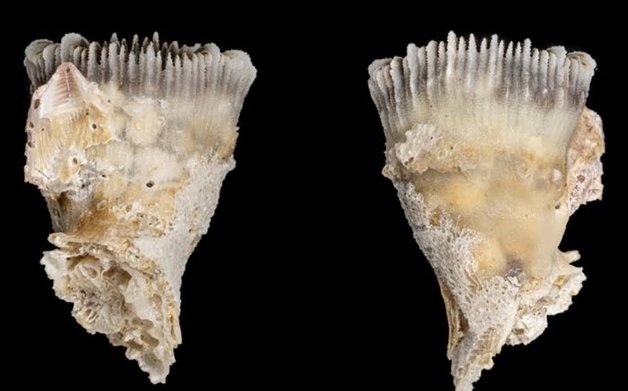 둥근측컵돌산호 측면(한국해양과학기술원 제공)