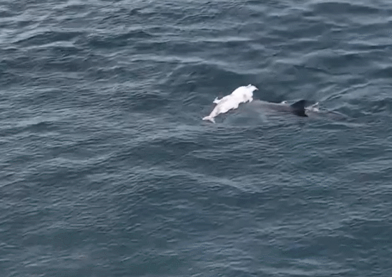 새끼를 등에 업고 다니는 어미 남방큰돌고래. 핫핑크돌핀스 유튜브 캡처