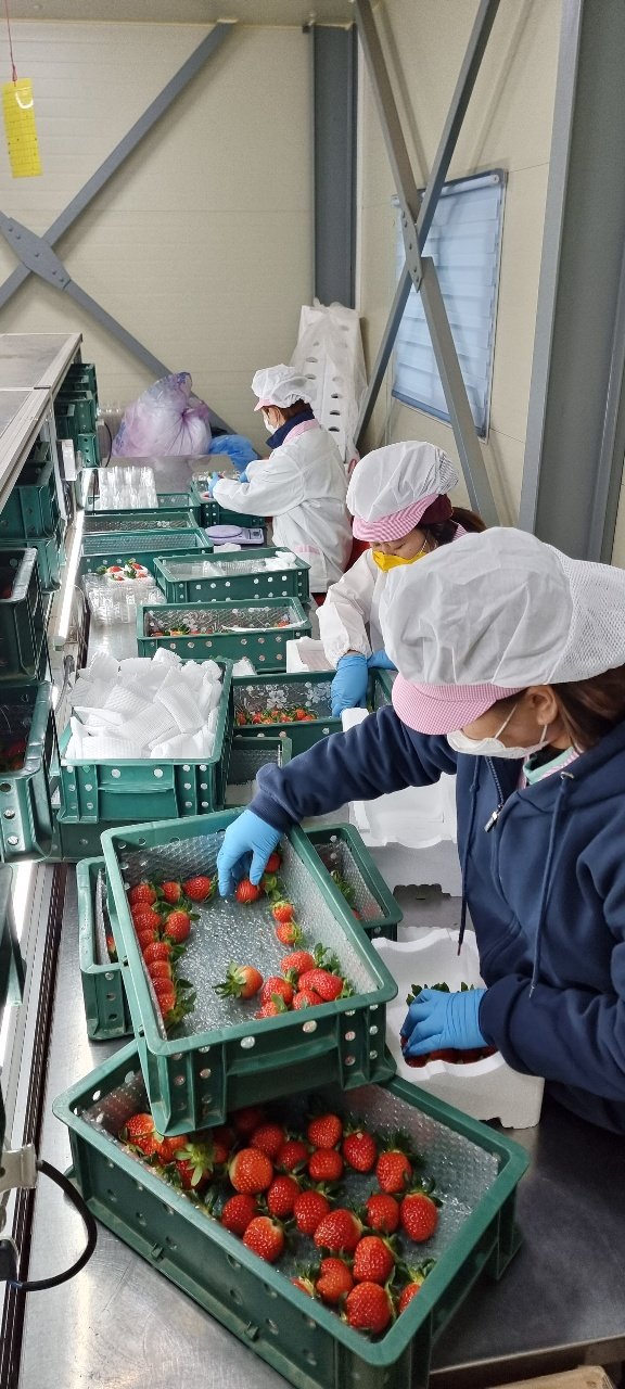 아리향 딸기 선별장에서 해외 수출을 위해 선별 및 포장 작업을 하고 있다.