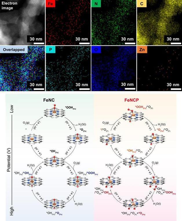 철-질소-탄소-인 원자분산촉매의 투과 현미경 이미지(위)와 고활성 메커니즘(아래)(KAIST 제공)/뉴스1