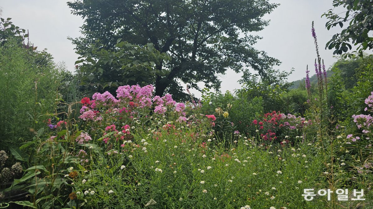 여름 수목과 꽃이 어우러진 숲새울정원.  남양주=김선미 기자