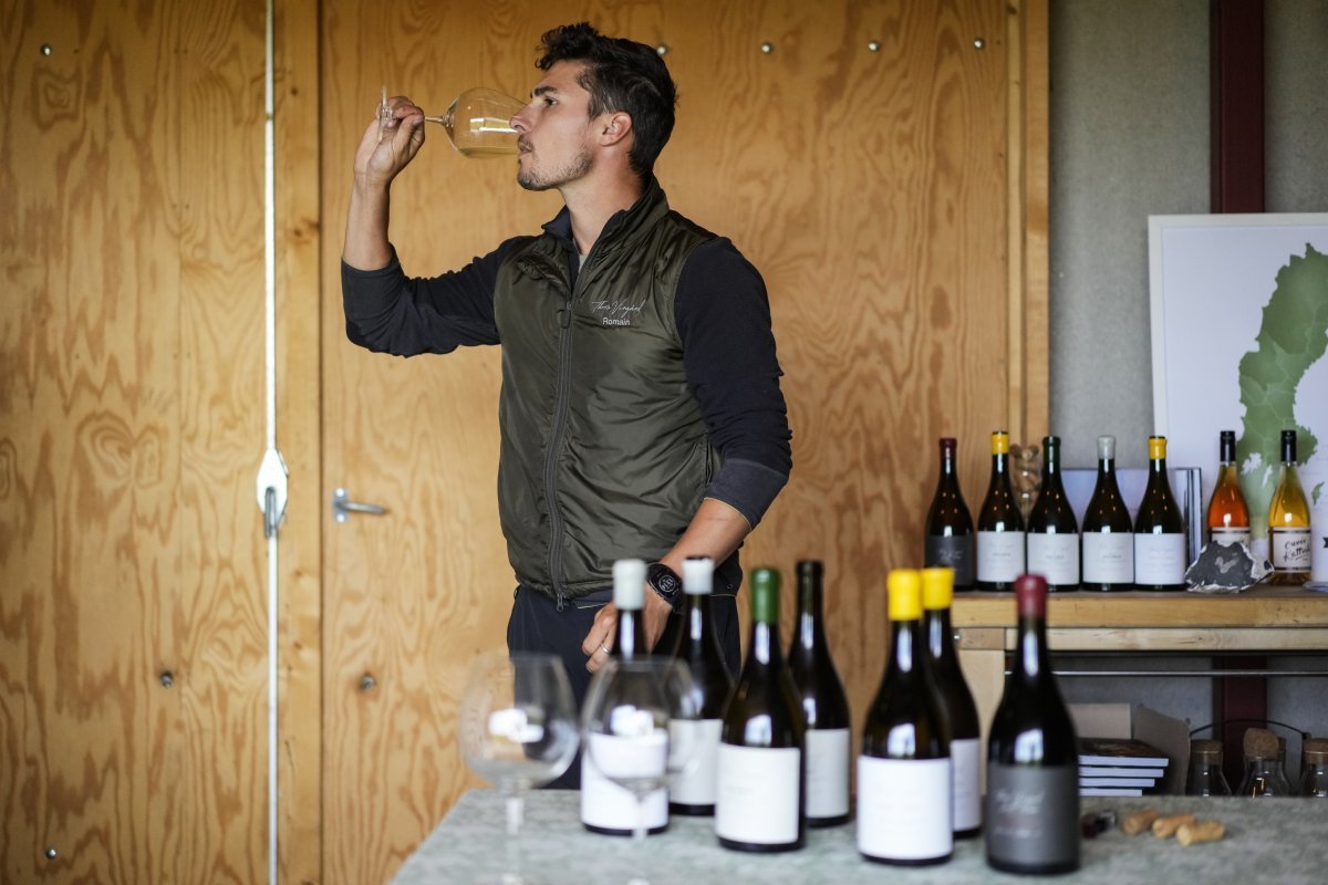 스웨덴 보스타 지역의 한 와이너리에서 한 와인 생산자가 와인을 시음하고 있다. 보스타=AP 뉴시스