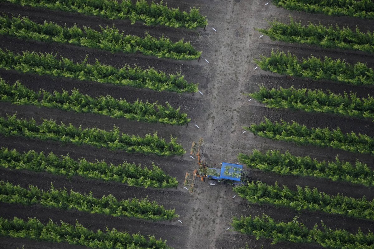 미국 캘리포니아의 나파밸리에 있는 한 포도밭에서 트랙터가 포도나무를 관리하고 있다. 나파밸리=AP 뉴시스