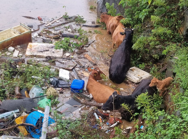 30일 오전 서귀포시 대정읍 보성리의 한 저류지에서 방목 중이던 소들이 빗물에 고립돼 있다.(제주서부소방서 제공)