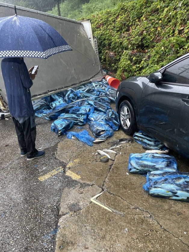 폭우 속 화물차 전복사고로 도로에 쏟아진 냉동 복어.(강원경찰청 제공)