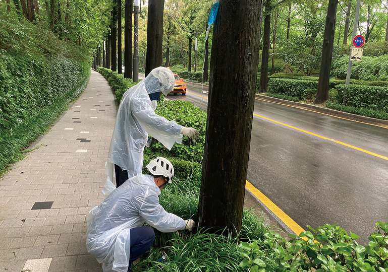 메타세쿼이아에 영양제를 투입하는 모습. 강남구 제공