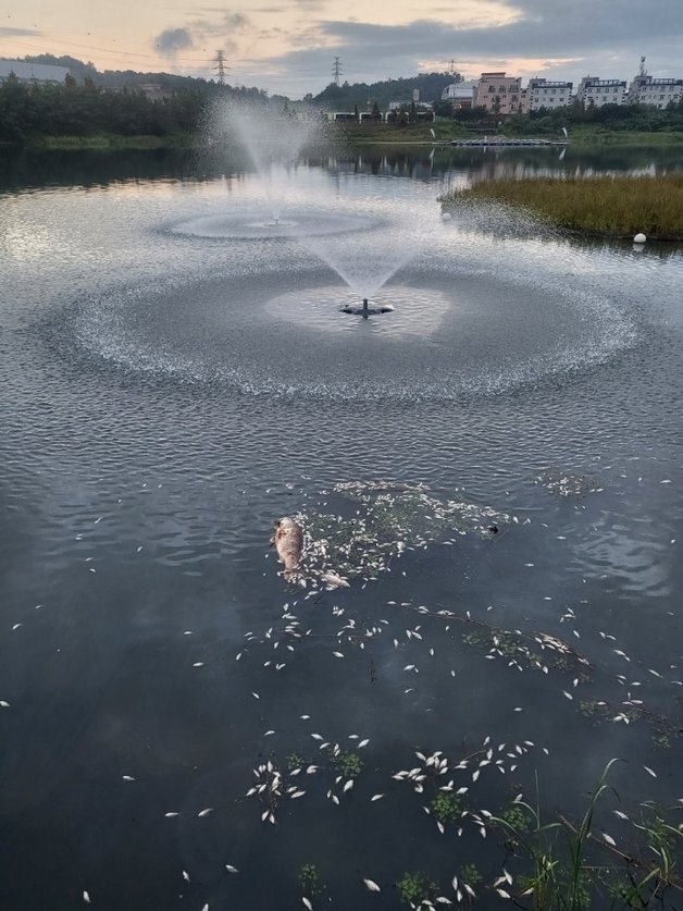 충북 진천군 덕산읍 신척저수지에서 용존산소량 부족으로 물고기가 집단 폐사했다.(자료사진)/뉴스1