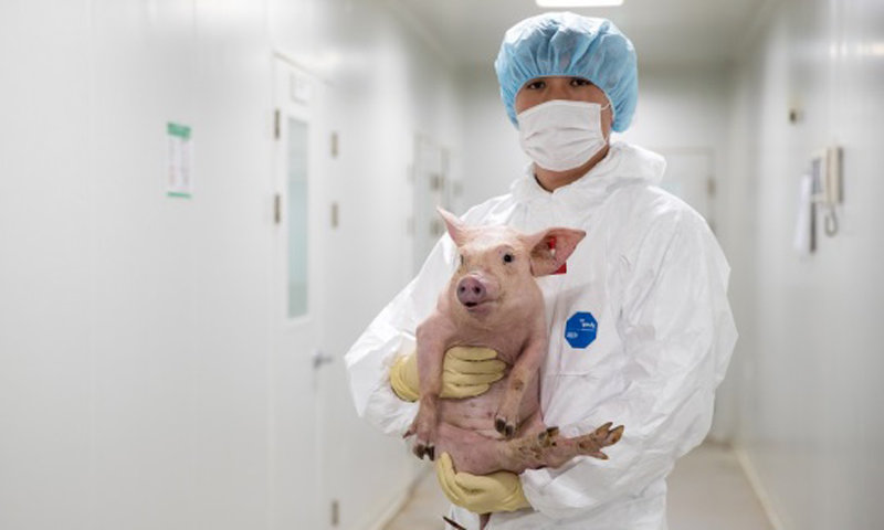 유전자 수정을 받아 이종 간 이식에 사용되는 형질전환 돼지. 옵티팜 제공
