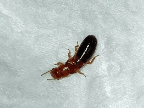 경남 창원시 주택에서 발견된 흰개미