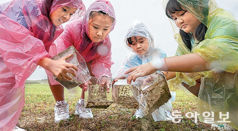 13일 오후 충남 태안군 신두리해안사구에서 열린 소똥구리 방사 행사에서 초등생들이 통에 담겨 있던 소똥구리를 방사하고 있다. 태안=박형기 기자 oneshot@donga.com