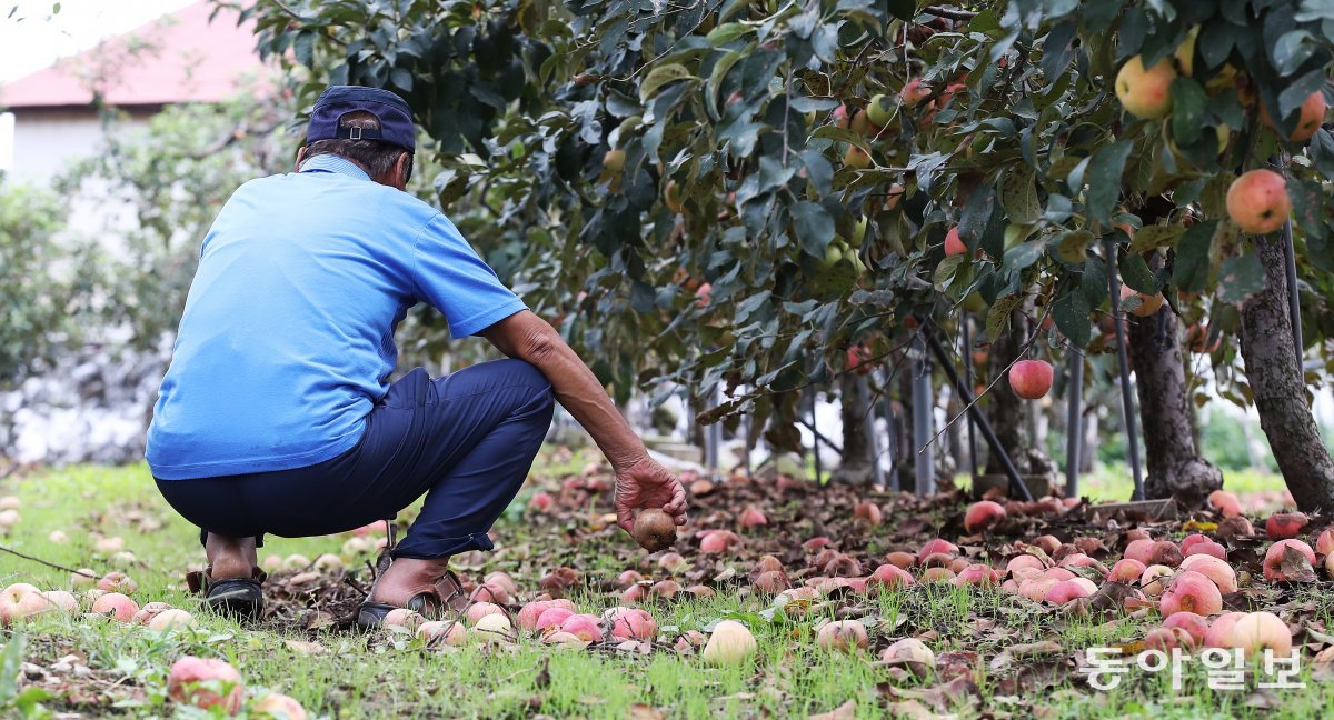 50년 동안 사과 농사를 해온 이인석 씨(78)가 밭에 쭈그려 앉아 탄저병에 걸려 떨어진 사과를 살펴보고 있다. 김태영 기자 live@donga.com