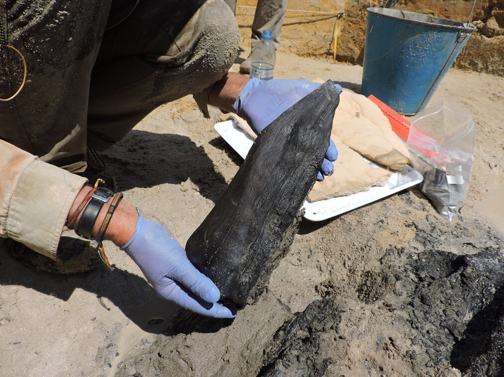 래리 바럼 영국 리버풀대 교수 등 국제 연구진은 잠비아 칼람보 폭포 주변에서 과거 인류가 목재 구조물을 만들기 위해 활용한 것으로
 보이는 통나무 조각 등을 발견했다. 연대 측정 결과 약 47만6000년 전부터 보존된 것으로 나타났다. 영국 리버풀대 제공