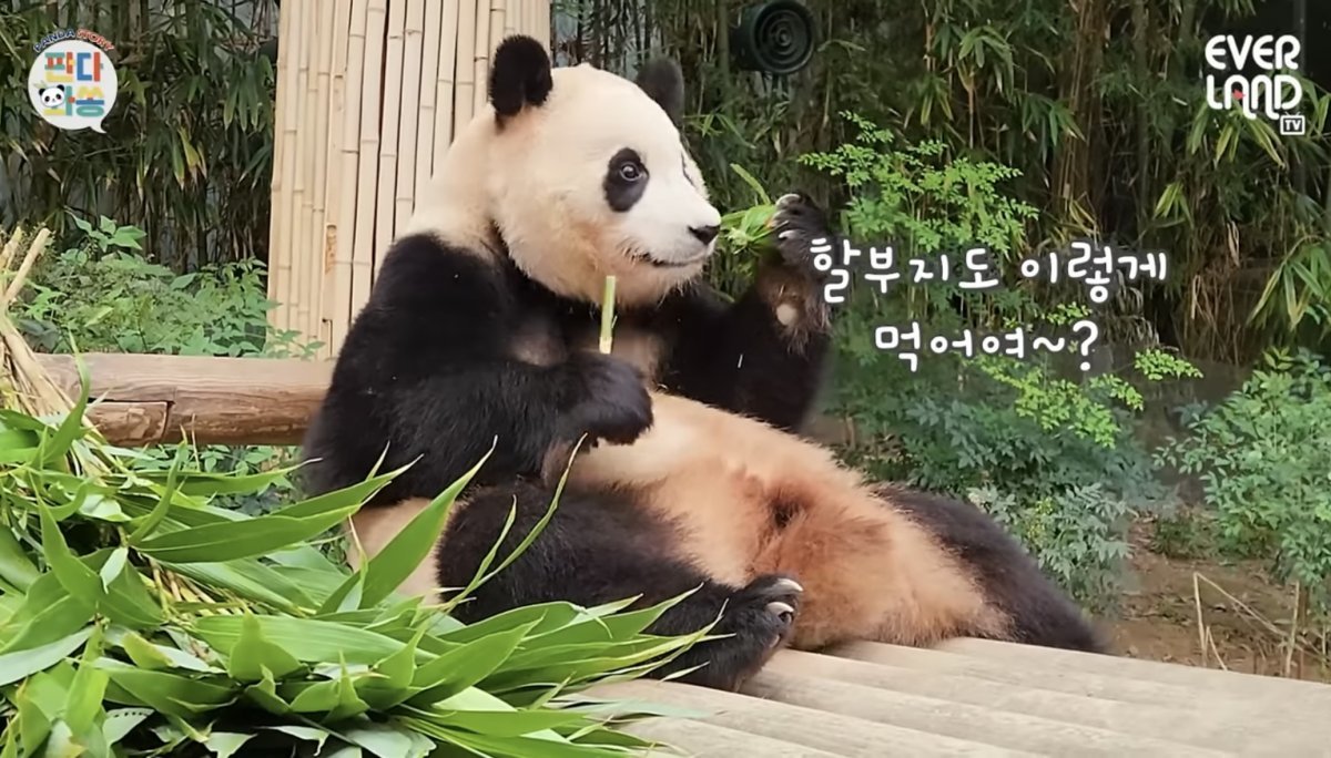 에버랜드의 공식 유튜브 채널 내 핵심 코너 ‘판다와쏭’에 출연한 자이언트 판다 푸바오. 판다와쏭에는 송영관 사육사와 판다들이 서로 교감하는 모습이 재미있는 자막과 함께 소개된다. 에버랜드 공식 유튜브 채널 캡처