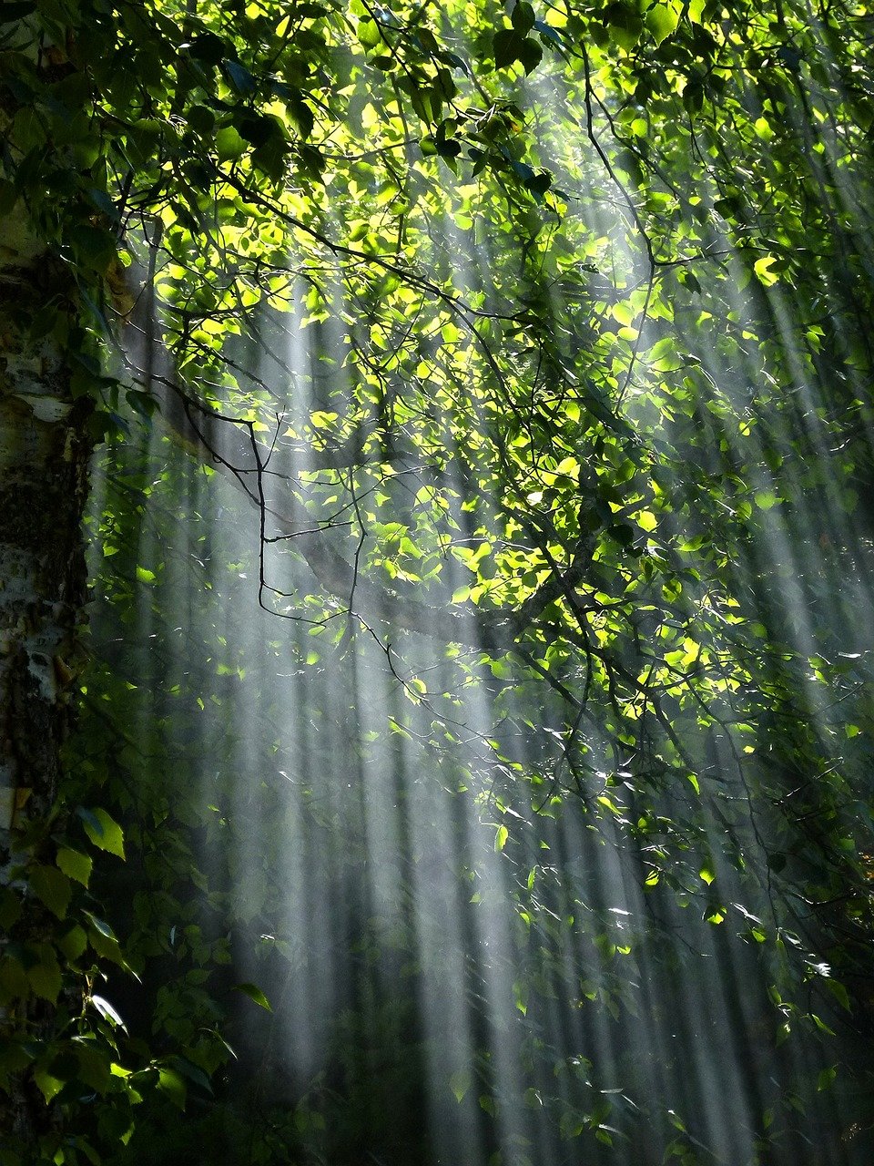 나무가 우거진 공간은 특유의 고요함으로 세상과 잠시 멀어져 있는 것 같은 휴식을 선사한다. Pixabay(ⓒArtTower)