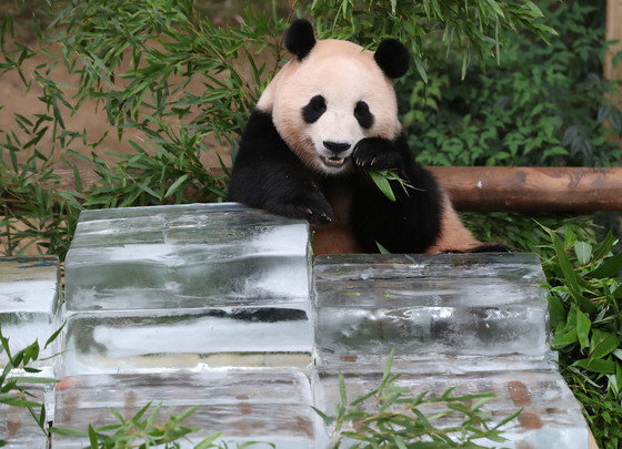 무더운 여름을 나고 있는 푸바오가 24일 오전 경기 용인시 처인구 에버랜드 판다월드에서 사육사들이 준비한 얼음 평상 위에서 더위를 식히고 있다. 2023.8.24/뉴스1