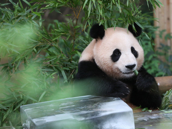무더운 여름을 나고 있는 푸바오가 24일 오전 경기 용인시 처인구 에버랜드 판다월드에서 사육사들이 준비한 먹이를 먹고 있다. 2023.8.24/뉴스1