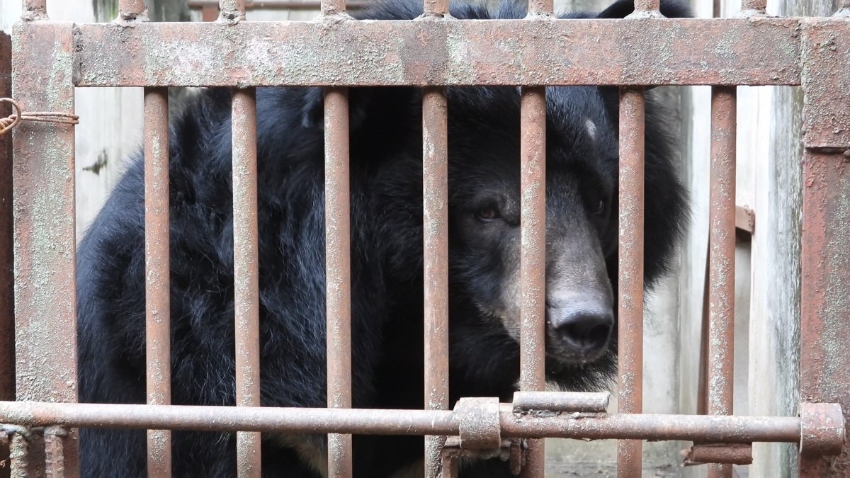 사진=곰 보금자리 프로젝트, 동물권행동 카라