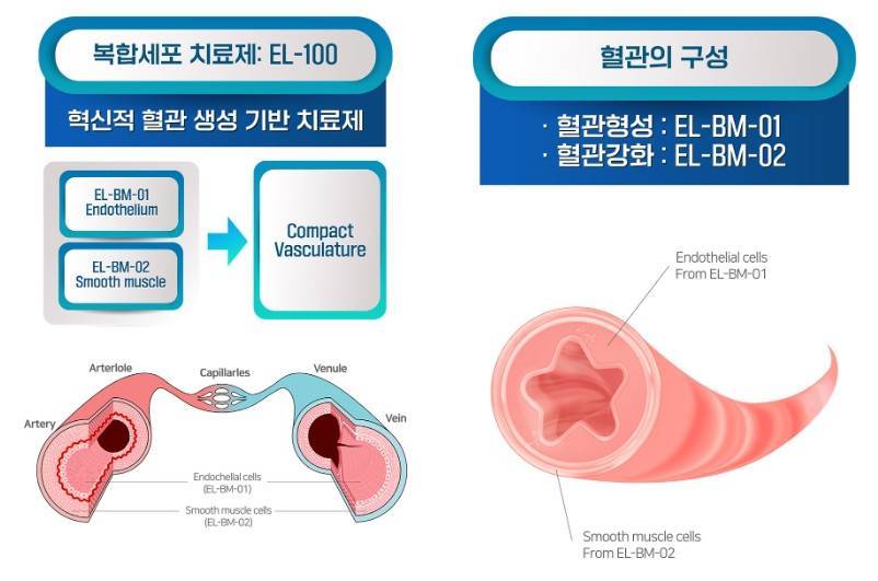 출처=엘피스셀테라퓨틱스