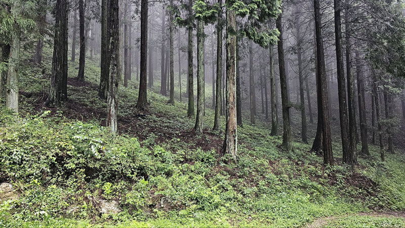 화순군 무등산 편백숲은 숲의 명예전당에 헌정된 고 진재량 씨가 가꾼 숲이다. 전남도 제공