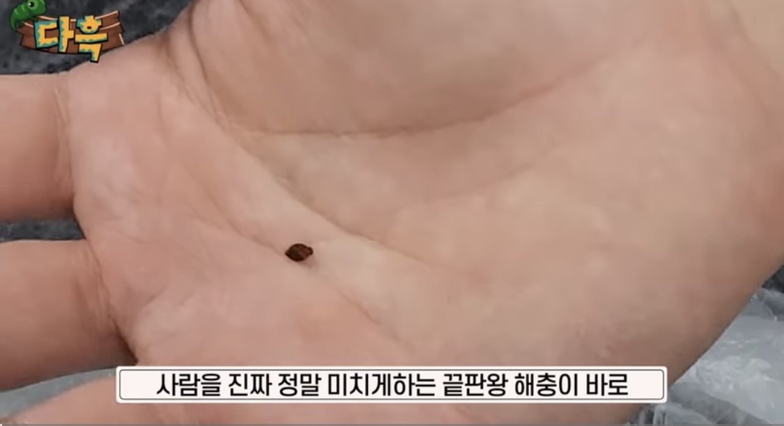 유튜버 ‘다흑’이 인천 사우나에서 빈대를 발견했다며 올린 영상.