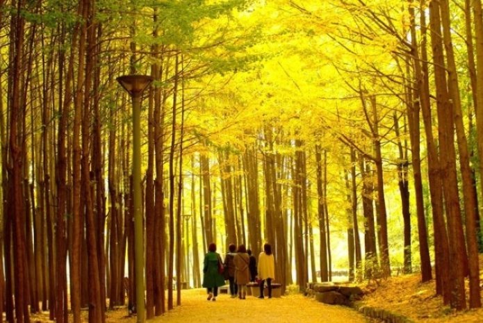 서울시는 가을의 정취를 즐길 수 있는 ‘서울 단풍길 99선’을 19일 선정·발표했다. 사진은 서울숲. 서울시 제공.