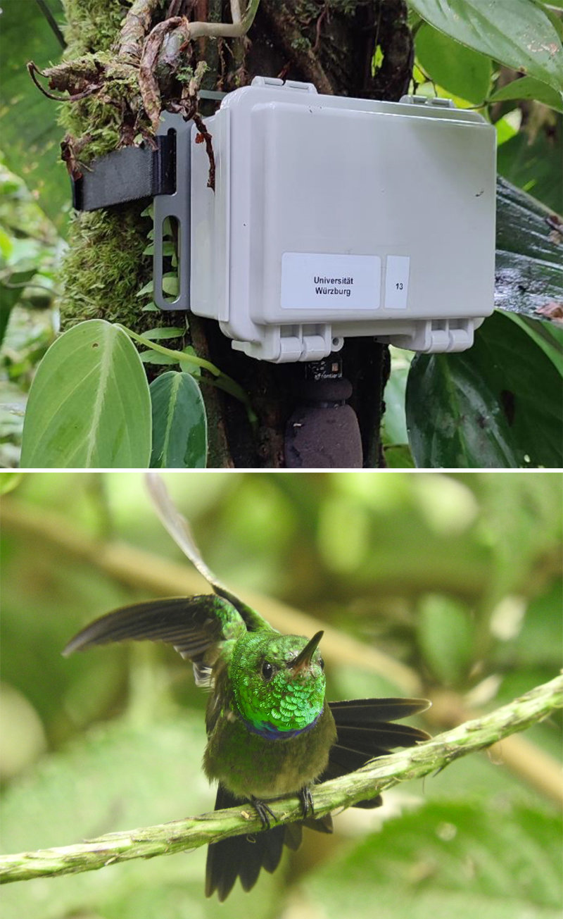 동물의 울음소리를 수집하기 위해 에콰도르 열대우림 지역에 설치된 녹음기(위쪽 사진). 에콰도르 열대우림 지역에 서식하는 ‘보라색가슴벌새’. Martin Schaefer·Annika Busse 제공