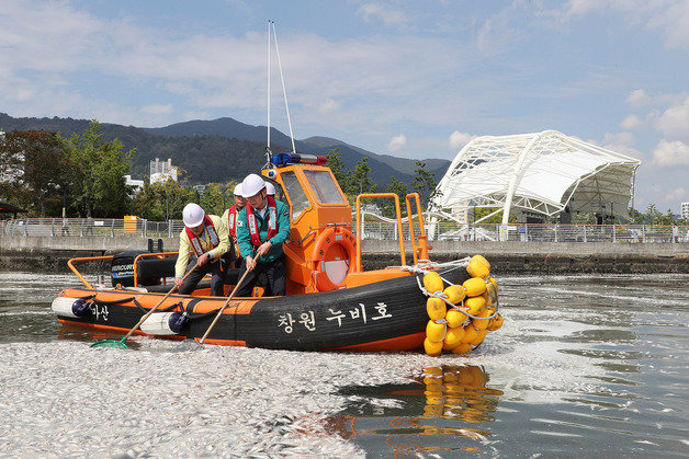 창원시 관계자들이 마산항 일대에서 바다에 떠있는 정어리 폐사체를 수거하고 있다.(창원시 제공)