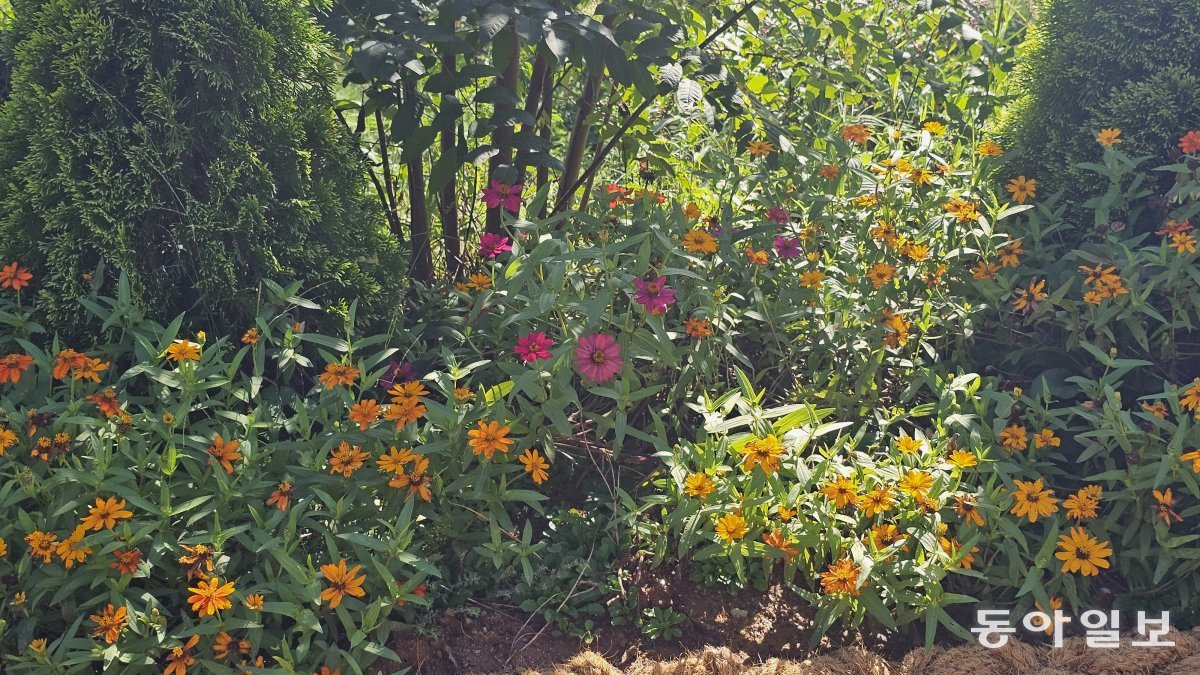 정원에 심어진 초화류. 정원주가 그리는 꽃 그림과 분위기가 닮았다. 순천=김선미 기자