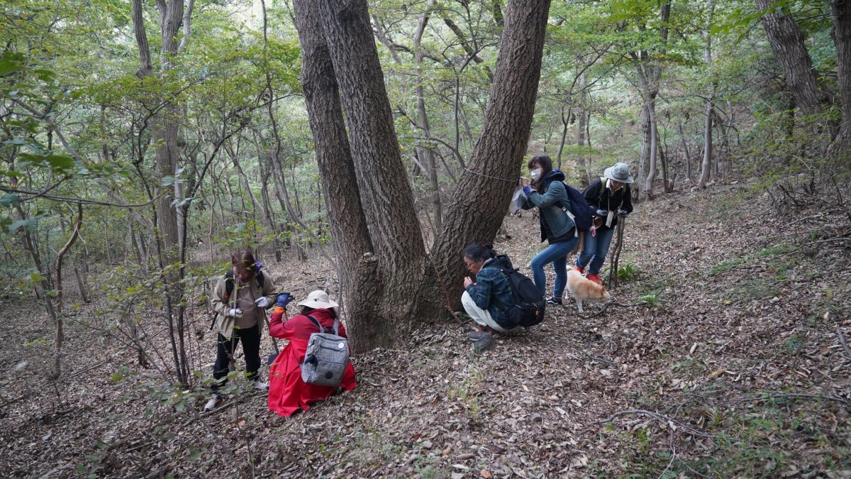 부산그린트러스트 등의 환경단체가 21일 부산 가덕도 국수봉 일원의 거목 아래에서 도토리와 솔방울 등의 종자를 채집하고 있다. 부산그린트러스트 제공