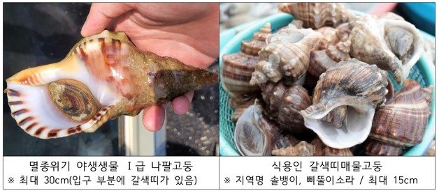 멸종위기생물 나팔고둥(왼쪽)과 식용 갈색띠매물고둥 비교도. 환경부 제공