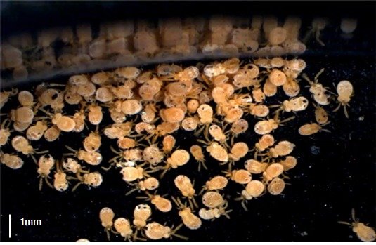 질병관리청은 올해 쯔쯔가무시균을 옮기는 털진드기 개체 수가 예년보다 2배 이상 증가함에 따라 야외 활동 시 물림 사고에 주의할 것을 당부했다. 사진은 털진드기 성충의 모습./(질병관리청 제공)