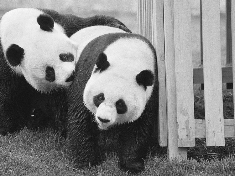 중국이 선물한 판다 싱싱(왼쪽)과 링링이 워싱턴 국립동물원에서 노는 모습. 워싱턴 국립동물원 홈페이지