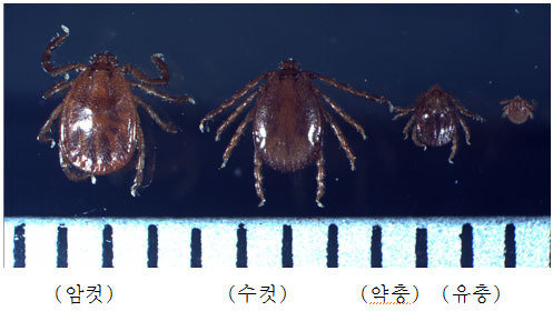 중증열성혈소판감소증후군(SFTS)을 유발하는 작은소참진드기. /뉴스1DB