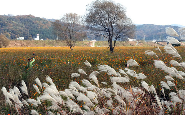 완연한 가을날씨를 보인 3일 오후 세종시 대평동 숲뜰근린공원에서 시민들이 코스모스 길을 산책하고 있다. 2023.11.3. 뉴스1