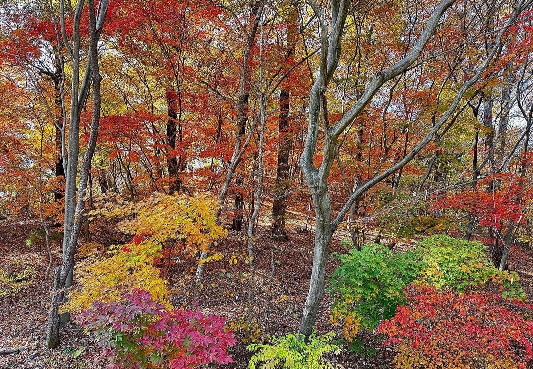 피트 아우돌프가 찍은 국립수목원의 가을.  피트 아우돌프 인스타그램