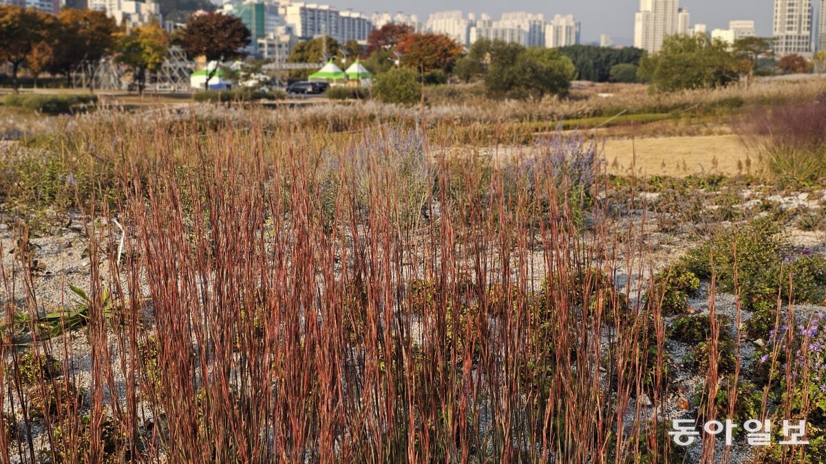 피트 아우돌프가 사랑하는 ‘하하통카’를 심은 자연주의 정원. 울산=김선미 기자