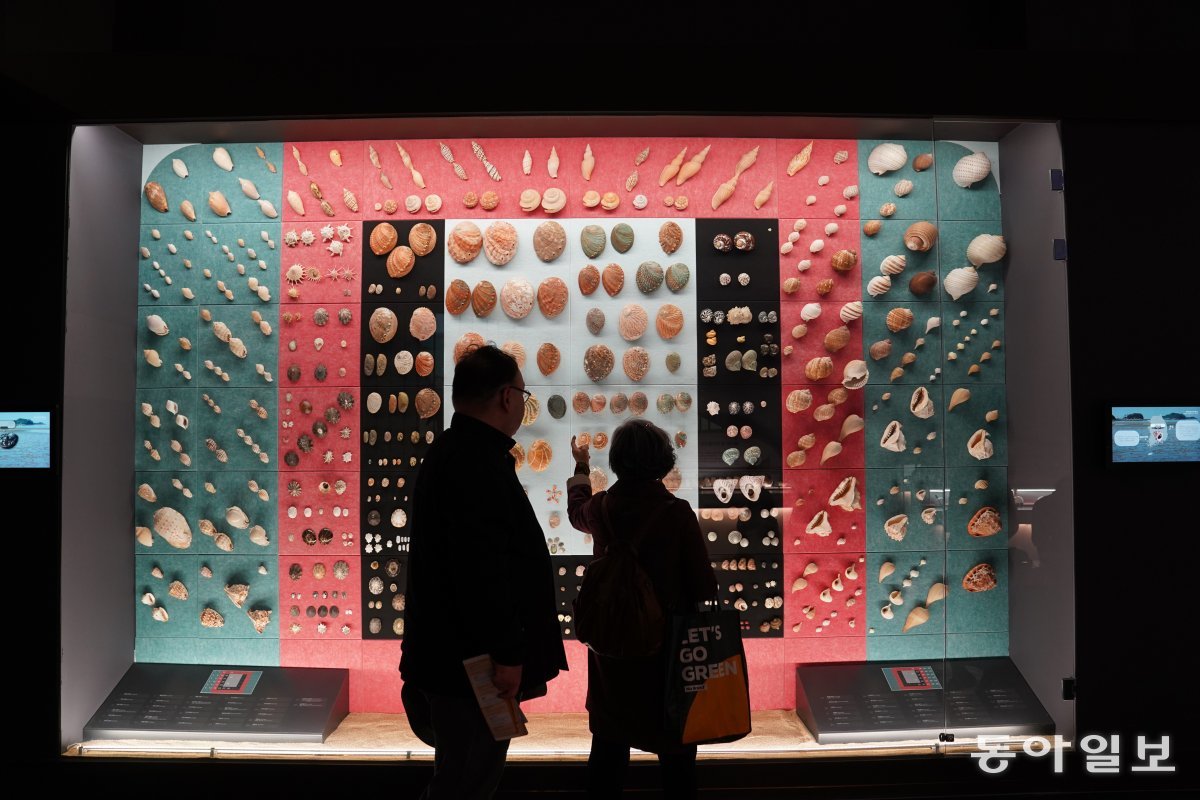 세계조개박물관에 전시된 보석처럼 빛나는 조개와 고둥들.