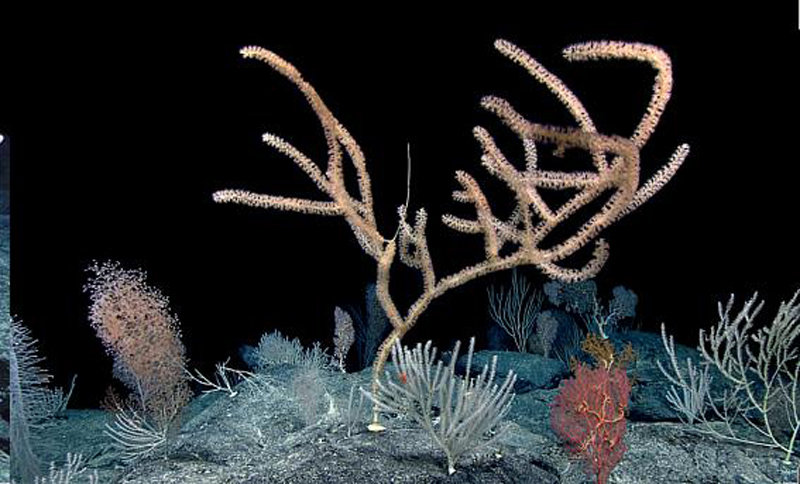 북태평양 드뷔시 해산(대양 밑바닥에 원뿔 모양으로 솟은 봉우리) 2195m 지점의 해산 산호들. MBARI 제공