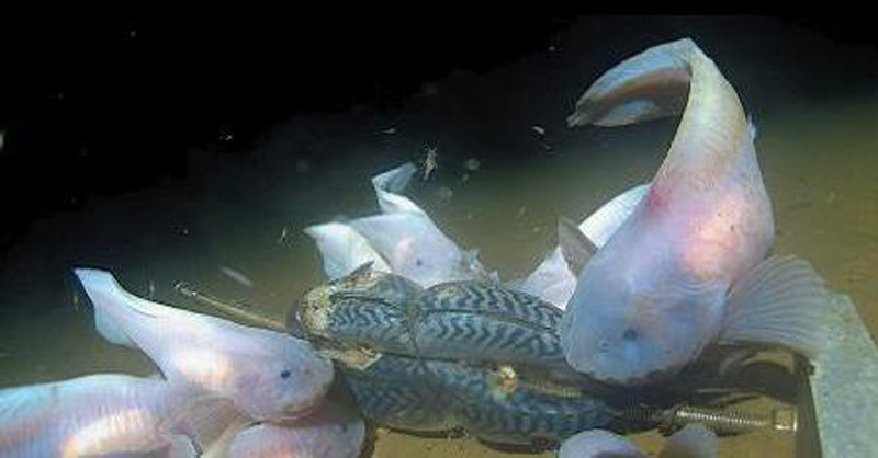 마리아나 해구 수심 7000m 지점에서 스네일피시가 고등어를 미끼로 설치한 덫에 붙은 단각류를 먹고 있다. 시공사 제공