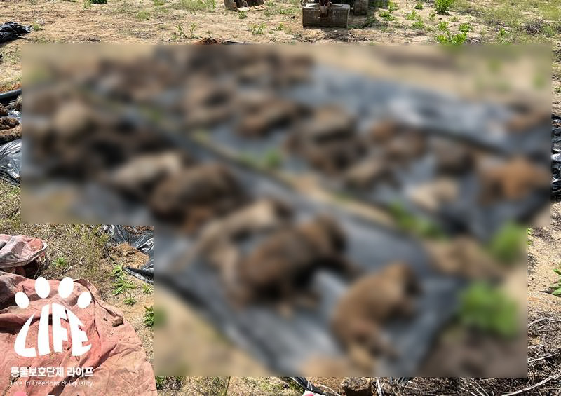 동물보호단체 라이프 홈페이지