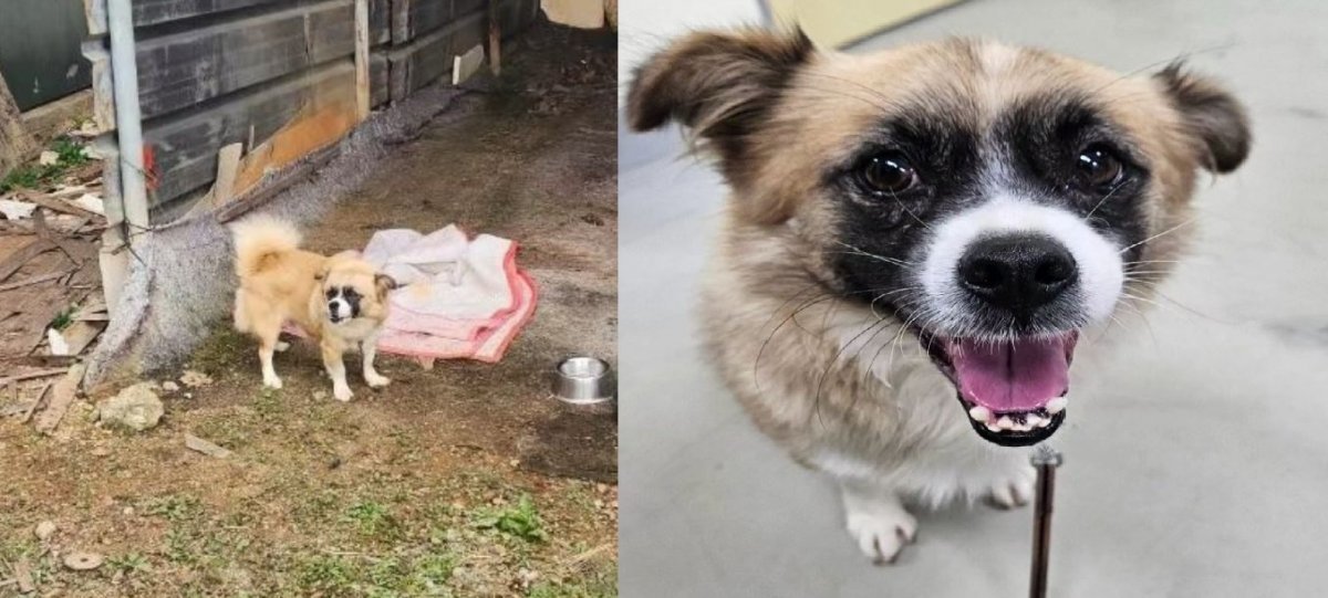 비영리 단체 동물보호연대가 공개한 유기견  봉봉이. 동물보호연대 제공