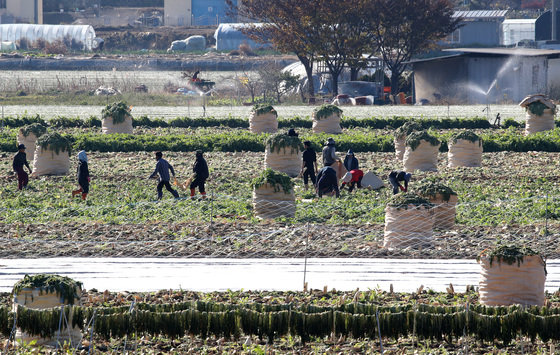 절기상 소설(小雪)을 하루 앞둔 21일 오후 낮 기온이 크게 오르며 포근한 날씨를 보인 가운데 경북 고령군 개진면 들녘에서 농민과 외국인 계절근로자들이 단무지용 무를 수확하고 있다. 2023.11.21/뉴스1