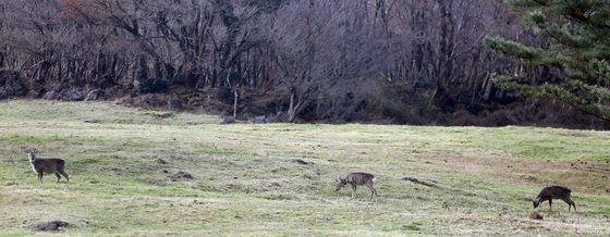 26일 오후 한라산 노루가 제주 5·16도로에 위치한 마방목지를 한가롭게 거닐고 있다. 마방목지는 하절기에 천연기념물인 ‘제주마’를 방목해 관리하다 10월에는 축산진흥원으로 옮긴다.2023.11.26/뉴스1 ⓒ News1