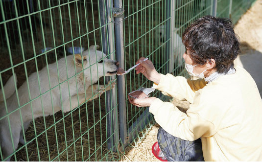 여수 강지냥이 쉼터. 영세한 보호소 대부분이 소장의 사비로 운영되고 있어 경제적인 어려움이 크다.