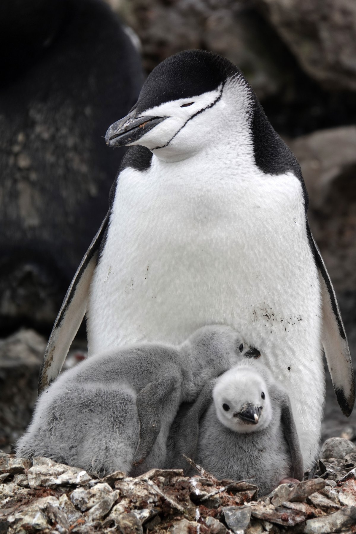 남극 킹조지섬의 야생 턱끈펭귄이 새끼를 품고 있는 모습. 남극=AP/뉴시스