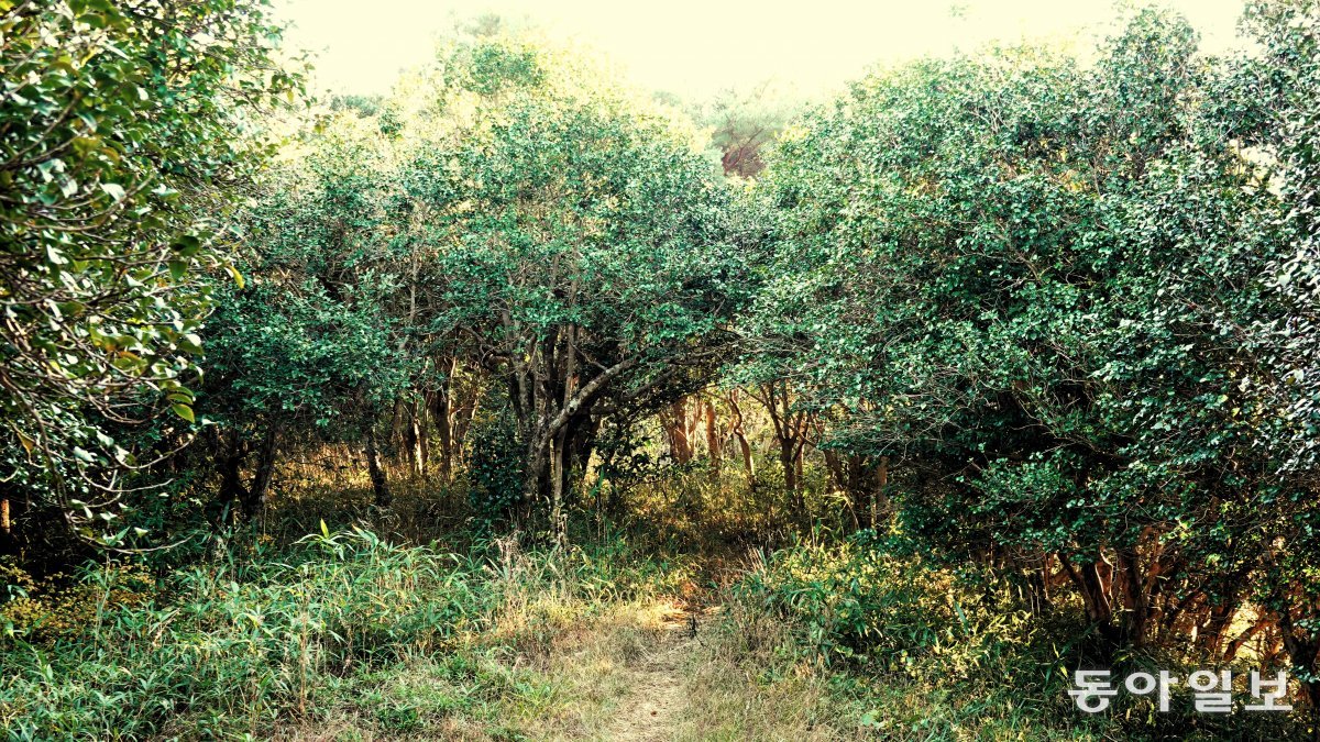 햇빛을 받아 반짝거리는 동백잎이 인상적인 옥룡사지 동백숲.