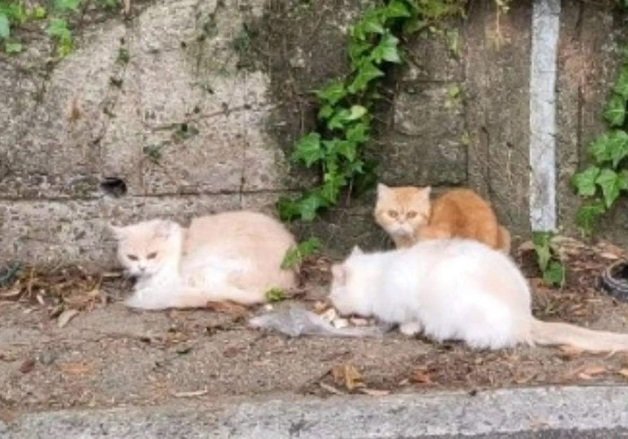 버려진 고양이들(동물단체 리본 제공).